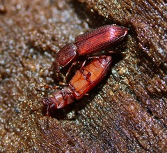 Pycnomerus reflexus