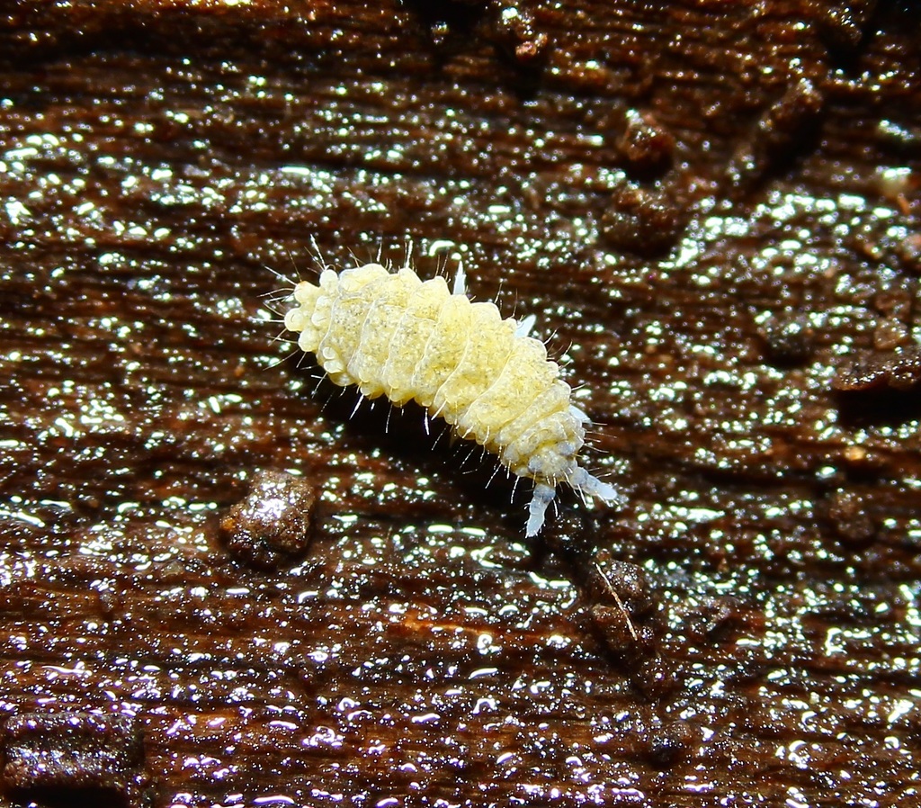 Neanura persimilis