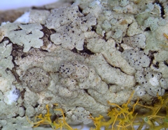 Lichenochora galligena