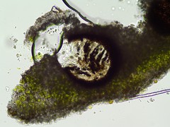Lichenochora galligena