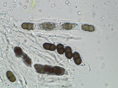 Lichenochora galligena