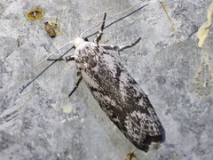 Lichenaula onychotypa