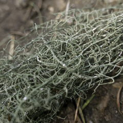 Usnea ceratina