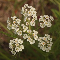 Bifora americana