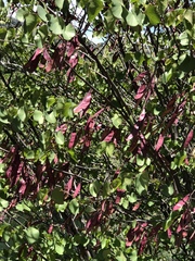 Cercis orbiculata