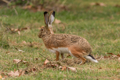 Lepus granatensis