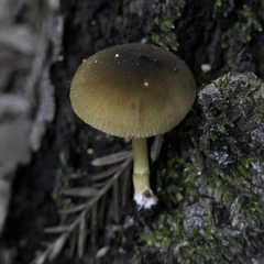 Pluteus vellingae