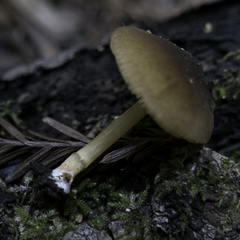 Pluteus vellingae
