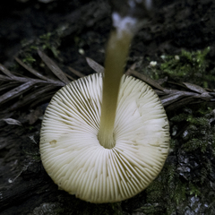 Pluteus vellingae