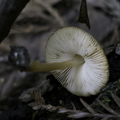 Pluteus vellingae