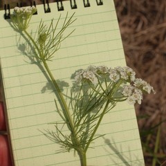 Bifora americana