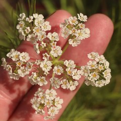 Bifora americana