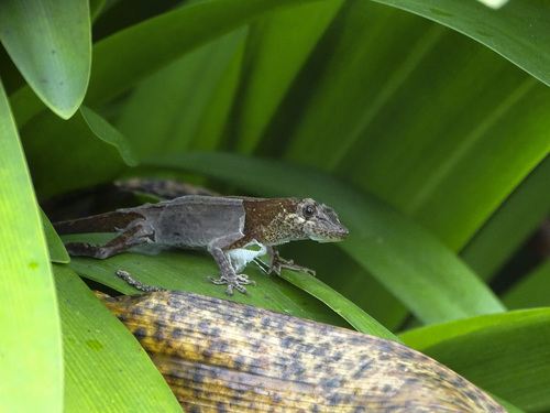 Blemished Anole, Anolis mariarum