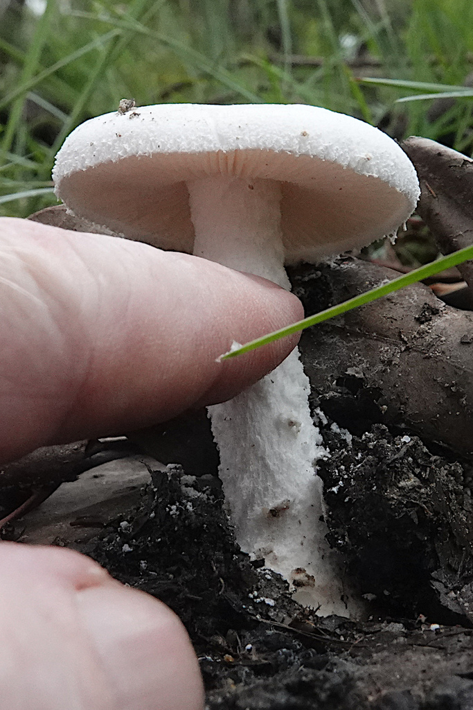 Amanita Mushrooms From Planchoniana Track, Brisbane Qld, Australia On 