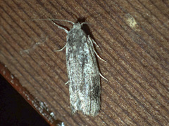 Lichenaula choriodes