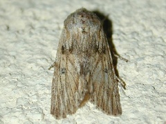 Spodoptera albula