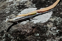 Cryptoblepharus pulcher