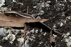 Cryptoblepharus pulcher