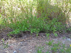 Ribes hudsonianum petiolare
