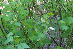 Ribes hudsonianum petiolare
