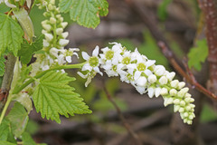 Ribes hudsonianum petiolare