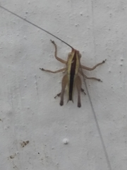 Conocephalus leptopterus