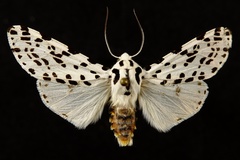 Hypercompe permaculata