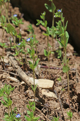 Veronica biloba