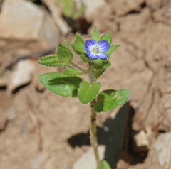 Veronica biloba
