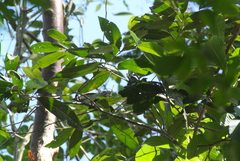 Setophaga pensylvanica