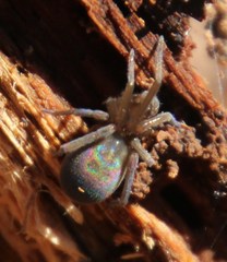 Phyxelididae