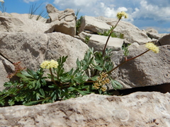 Musineon vaginatum