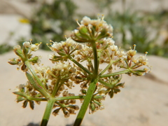 Musineon vaginatum