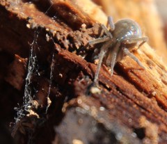 Phyxelididae