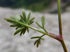Musineon vaginatum
