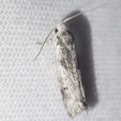 Lichenaula choriodes