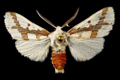 Euerythra phasma