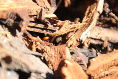 Phyxelididae