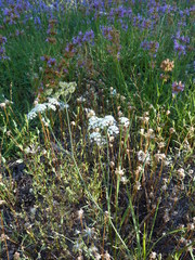 Perideridia bolanderi