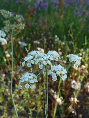 Perideridia bolanderi