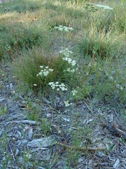 Perideridia bolanderi