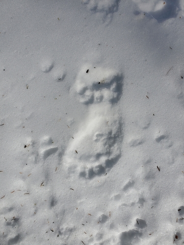 iNaturalist observation photo of American Black Bear
