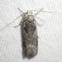 Lichenaula choriodes