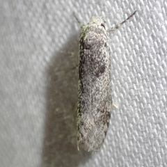 Lichenaula choriodes