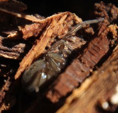 Phyxelididae
