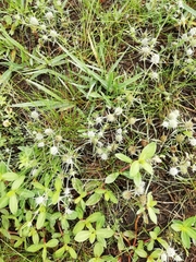 Eryngium echinatum
