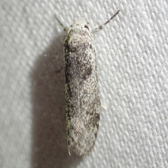 Lichenaula choriodes