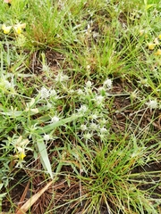 Eryngium echinatum