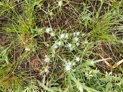 Eryngium echinatum