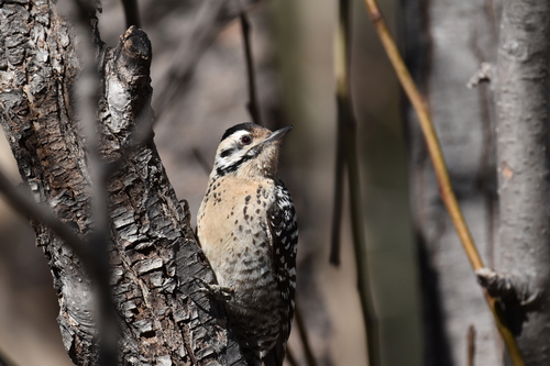 Ladder-backed Woodpecker, photo 5 of 9
